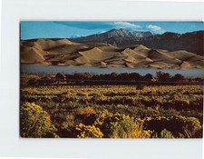 Postcard Rabbitbrush Medano Creek Colorado USA na sprzedaż  Wysyłka do Poland