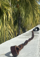 collars leashes dog for sale collars leashes dog for sale Miami Beach
