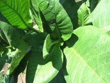 Tobacco turkish black for sale  LEICESTER