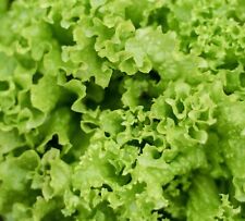 Lettuce salad bowl for sale  DEWSBURY