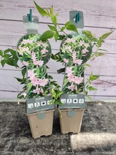 Climbing jasmine stephenese for sale  HARLOW