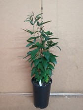 Passion flower passiflora for sale  ASHFORD