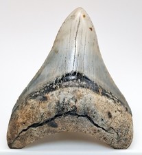 4.03 megalodon shark for sale  Bradenton