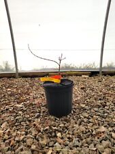 Acer palmatum mystic for sale  Hendersonville