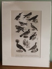 Kingfisher swallow martin for sale  LISKEARD