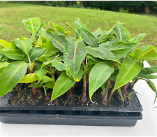 Dwarf banana musa for sale  Tazewell