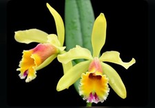 Cattleya aurora 1905 for sale  Daly City