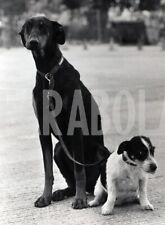 Vintage animali regno usato  Roma