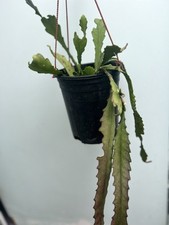 100 rooted german for sale  Westminster