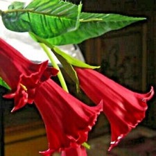 Candy red angel for sale  Ravensdale