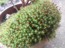 Live moss assortment for sale  Livingston