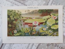 Illustrazione ritaglio enciclo usato  Tivoli
