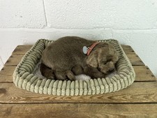 Precious petzzz chocolate for sale Precious petzzz chocolate for sale  WIGSTON