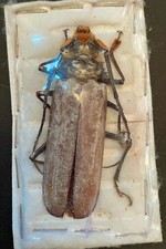 Prioninae callipogon orthomega for sale  Shipping to United States