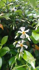 Asian star jasmine for sale  Bonaire