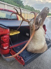 Beautiful large caribou for sale  Port Saint Lucie