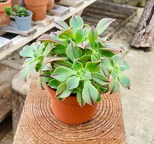 Aeonium leucoblepharum red for sale  EVESHAM