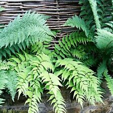 Fern plant mix for sale  GLASGOW