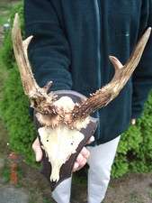 hirsch abwurfstangen gebraucht kaufen hirsch abwurfstangen gebraucht kaufen Sonneberg