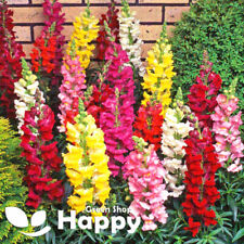 Snapdragon tall mix for sale  DONCASTER