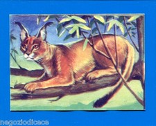 Animali lampo 1964 usato  Maranello