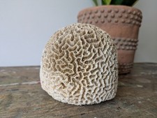 Large vintage natural for sale  NUNEATON