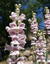 Scented penstemon penstemon for sale  Shipping to Ireland