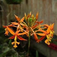 Epidendrum species orchid for sale  New Port Richey