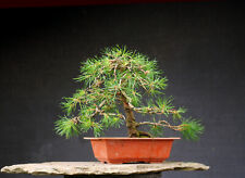 Bonsai utdoor winterhart gebraucht kaufen  Reichshof