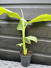 Musa basjoo hardy for sale  STAFFORD