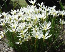 Bulbs zephyranthes candida. for sale  Fort Lauderdale