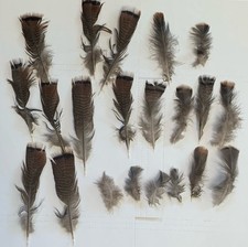 Usado, Lote de penas de cauda de peru selvagem natural a granel para artesanato faça você mesmo no estado de Nova York comprar usado  Enviando para Brazil
