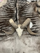 Sheep skull for sale  Schulenburg