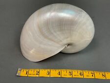 Vintage natural nautilus for sale  Seattle