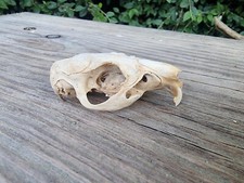 Guineapig skull cranium for sale  HULL