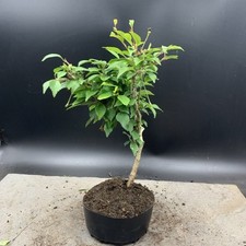 Japanese flowering cherry for sale  HULL