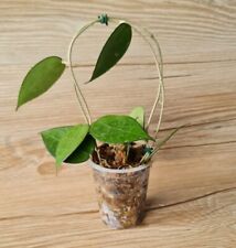 Hoya parasitica black d'occasion  Annecy