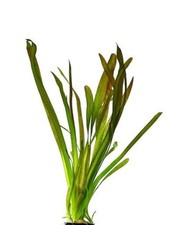 X10 vallisneria gigantea for sale  CREDITON