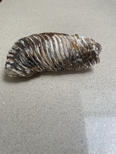 Stunning fossilised mammoth for sale  PORTSMOUTH