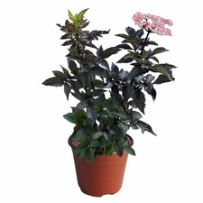 Sambucus nigra black d'occasion  Pouzauges