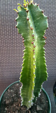 Euphorbia ingens eritrea for sale  Mira Loma