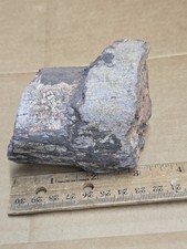 dinosaur bone for sale  Grand Junction