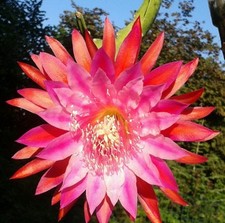 Epiphyllum epicactus hybriden for sale  LONDON