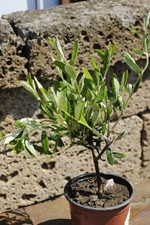 Livenbaum lea europea gebraucht kaufen  Herzebrock-Clarholz