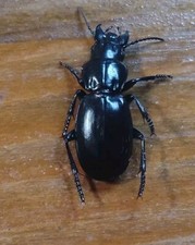 Coleoptera carabidae percus usato  Roma