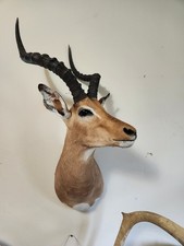 African impala taxidermy for sale  Smyrna