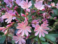Lewisia cotyledon hybrids for sale  BRISTOL
