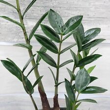 Plant zamioculcas zamiifolia for sale  Reseda