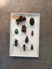 perspex display box for sale perspex display box for sale PAIGNTON