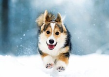 WELSH  CORGI    * Postkarte  *  Postcard  # 7A, usado comprar usado  Enviando para Brazil